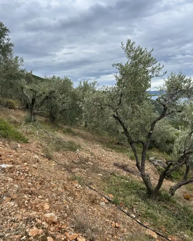 Ελαιώνας σε πλαγιά του Πηλίου με καθαρό έδαφος γύρω από τα δέντρα