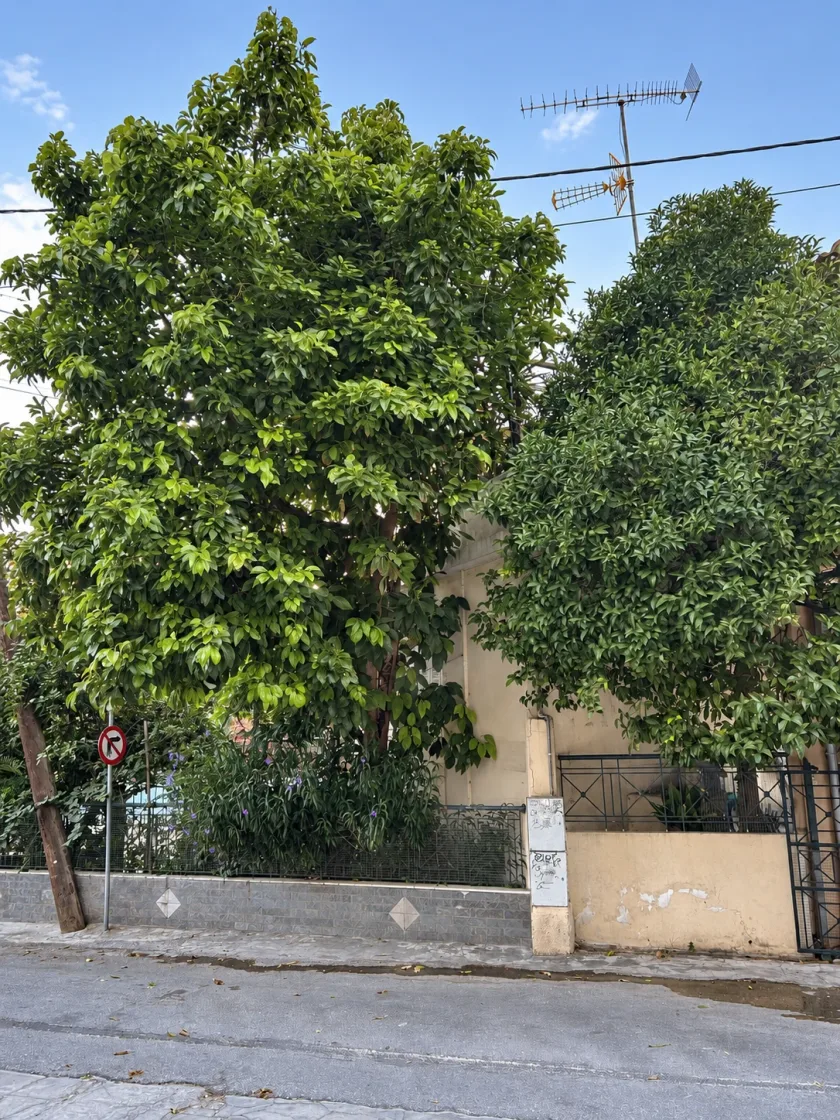 Ψηλά δέντρα αυλής στον Βόλο πριν το κλάδεμα, με κλαδιά πάνω από τη στέγη και τα καλώδια